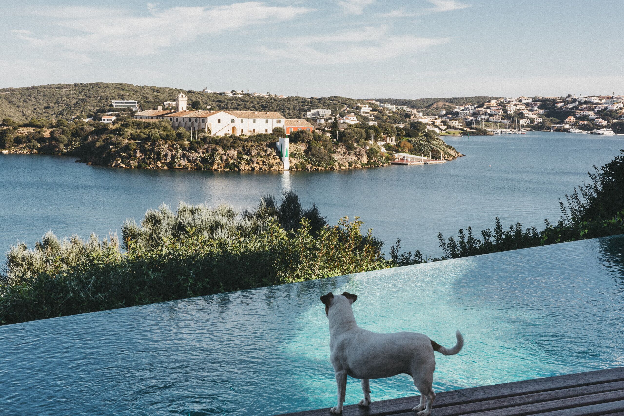 Un chien se tient près d’une piscine, surplombant une étendue d’eau, avec des bâtiments en arrière-plan.