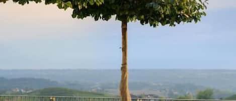 A tree in a planter, a metal fence, and a view of the landscape.