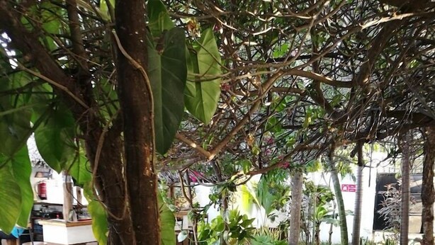 An outdoor seating area with wicker furniture, a small table with a yellow object, and a tree trunk in the foreground. - Punda Milia Paradise Hotel Shanzu (Mombasa)