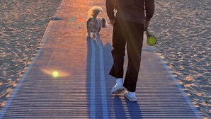 Una spiaggia con una persona che passeggia con un cane su un tappetino.