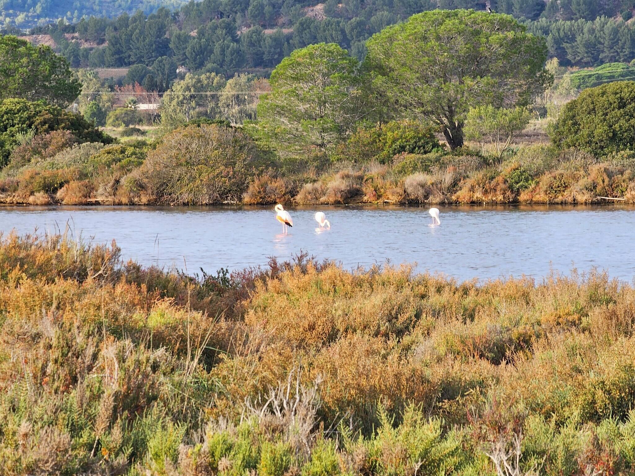 A natural landscape with a body of water, trees, and shrubs.