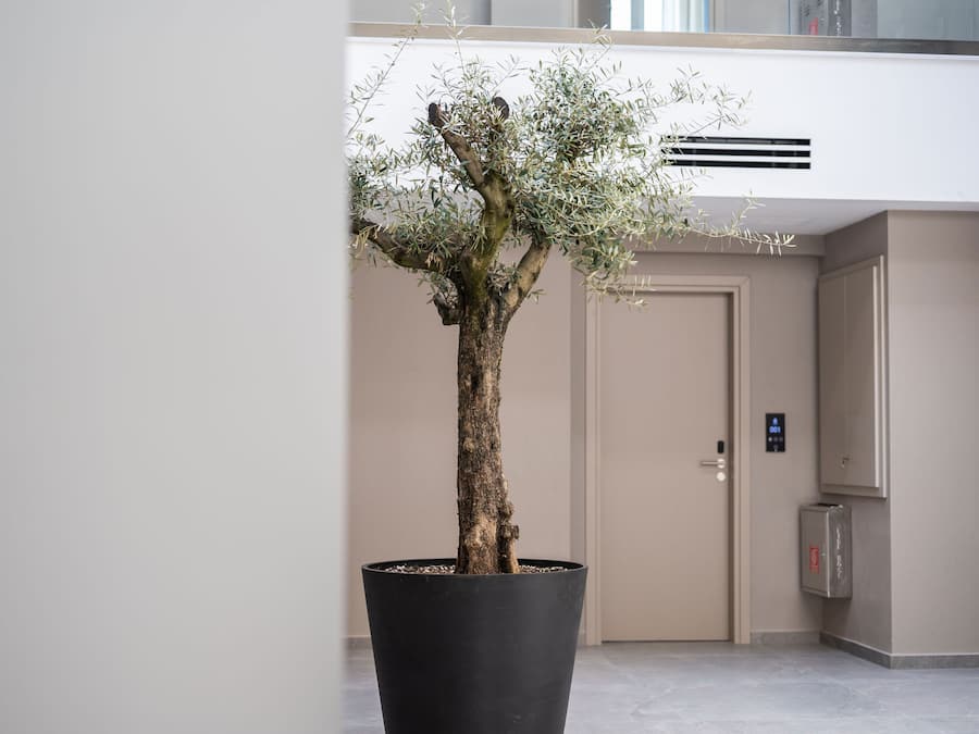 Un olivo en maceta en un ambiente interior moderno con una puerta y un panel de control.