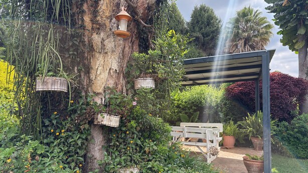 En have med et træ, hængende plantekasser, et pergola og krukker med planter.