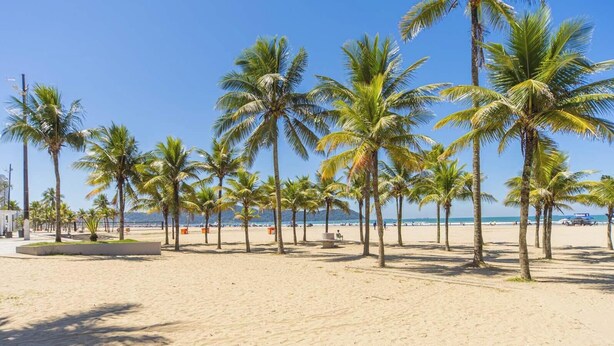 Ein Strand mit Palmen und blauem Himmel.