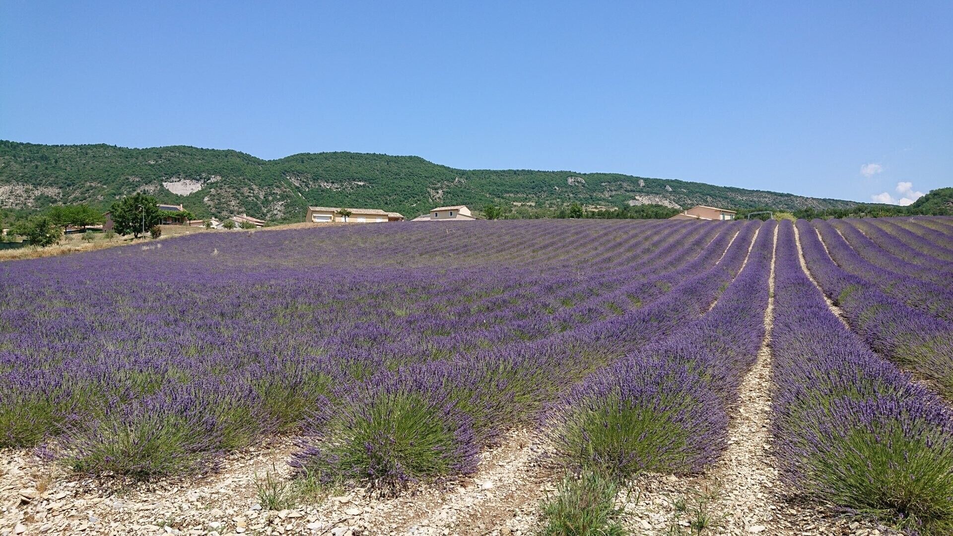 منوع