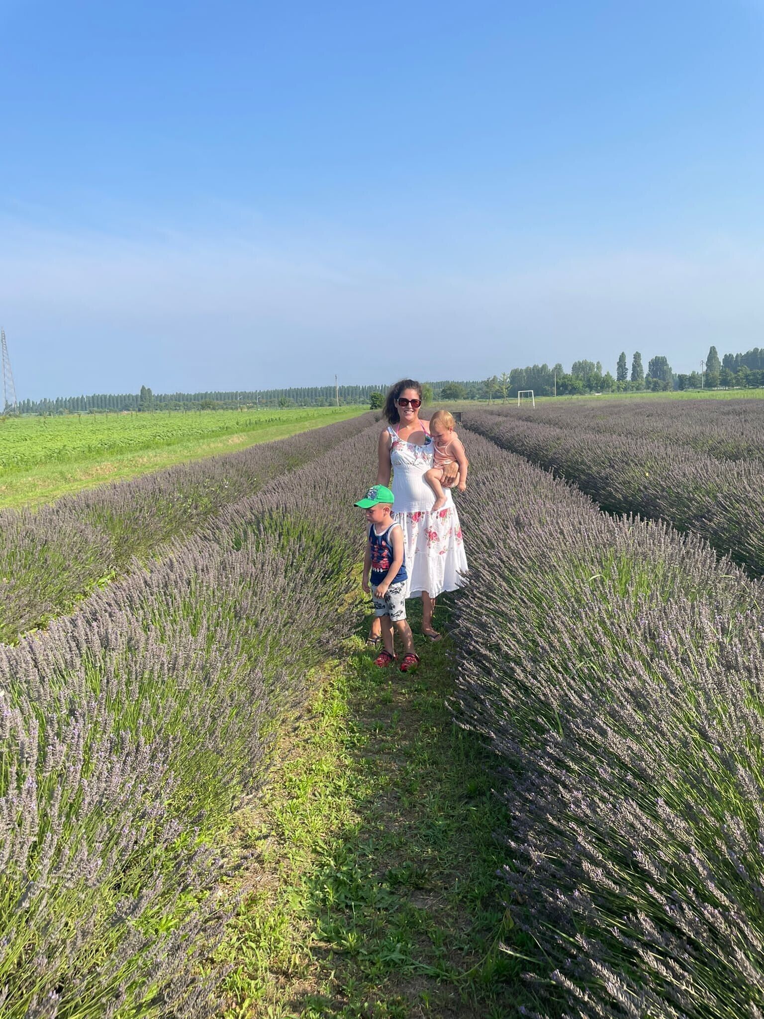 A field with rows of lavender plants.
