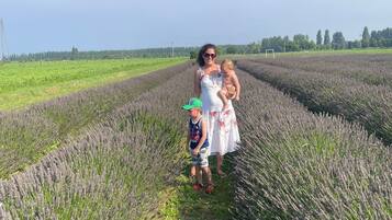 A field with rows of lavender plants.
