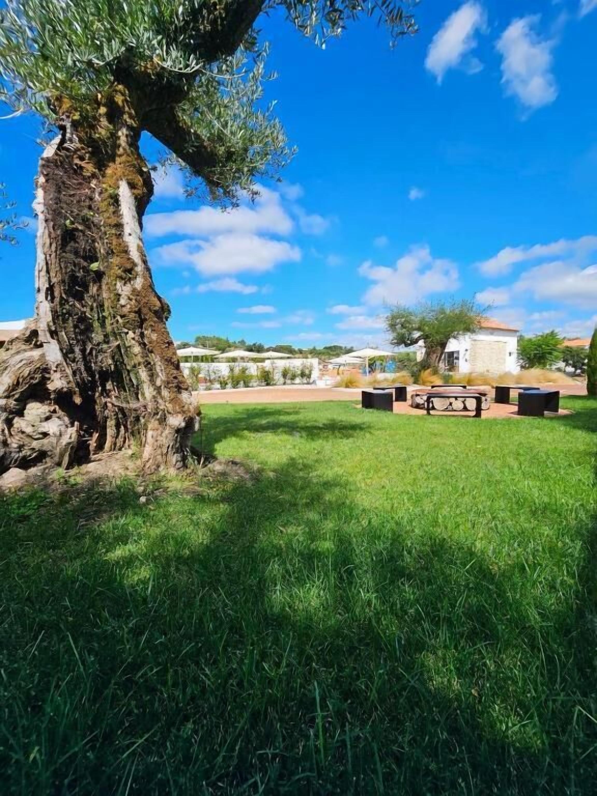 A grassy outdoor area with a large tree, a white building, and a row of black planters.