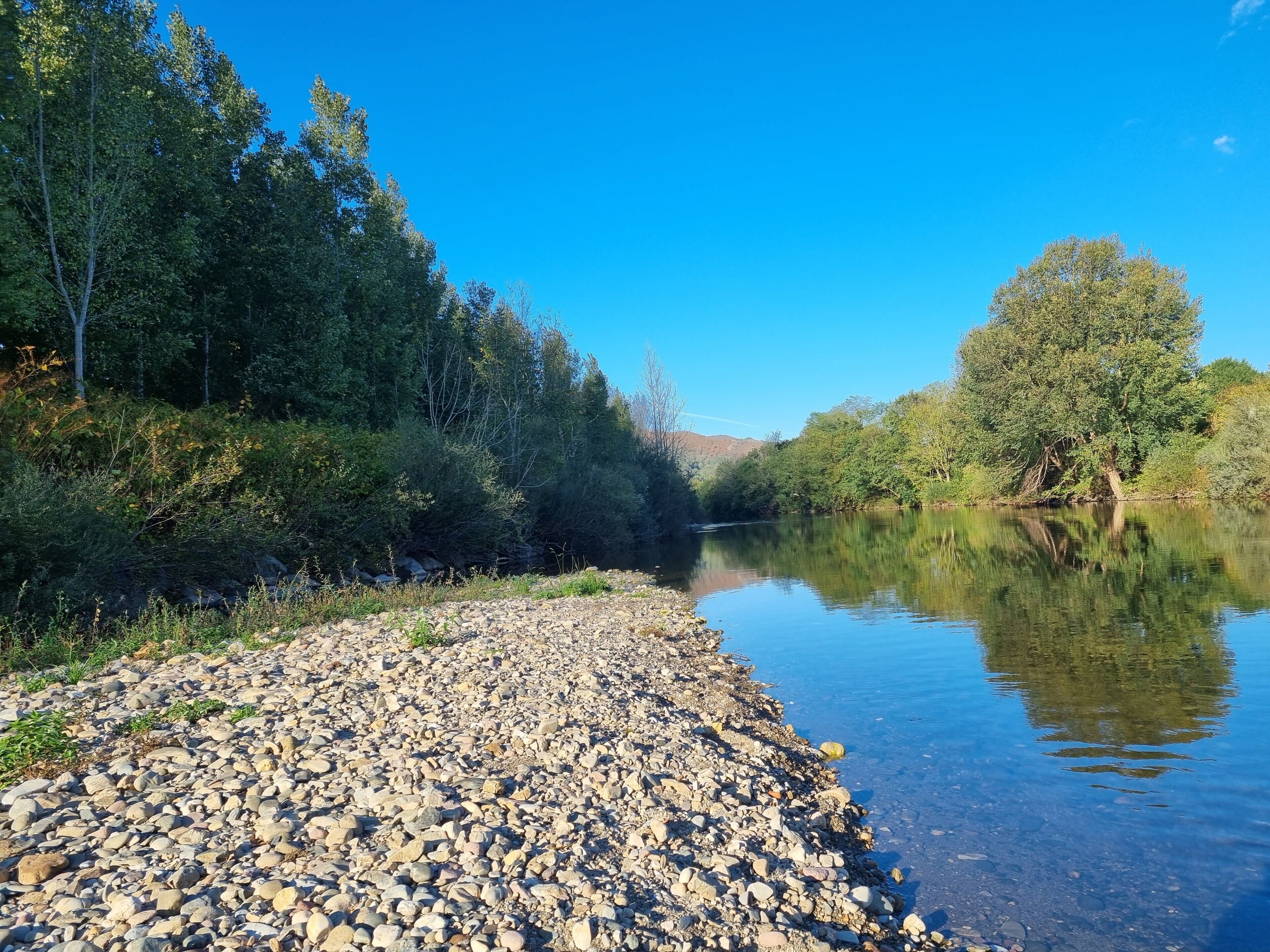 A riverbank with a rocky path, dense trees, and a clear blue sky.