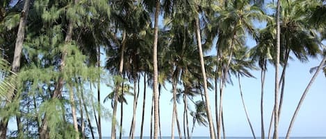 A coastal area with tall palm trees and a view of the ocean.