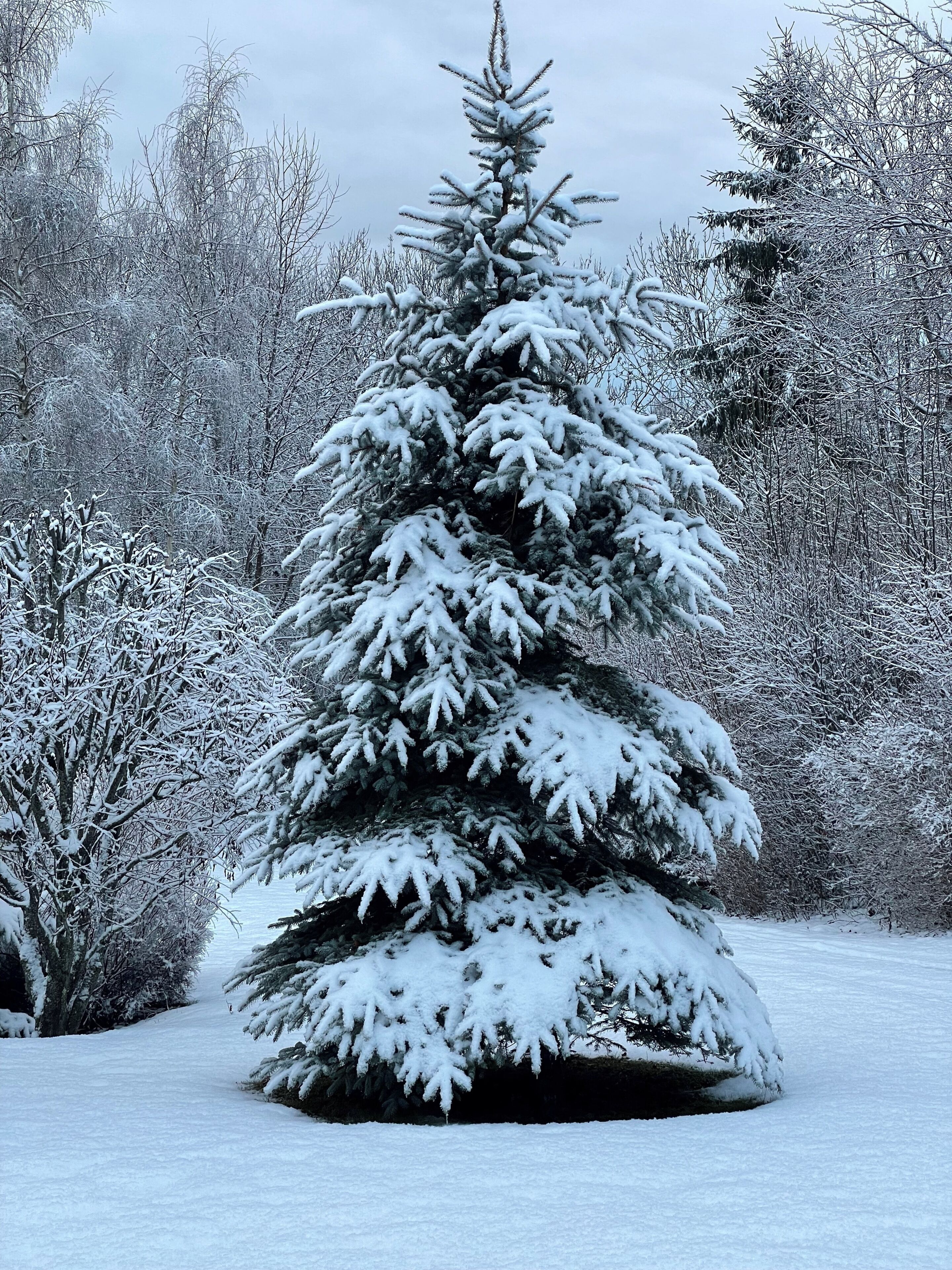 Ein mit Schnee bedeckter Nadelbaum in bewaldeter Landschaft.