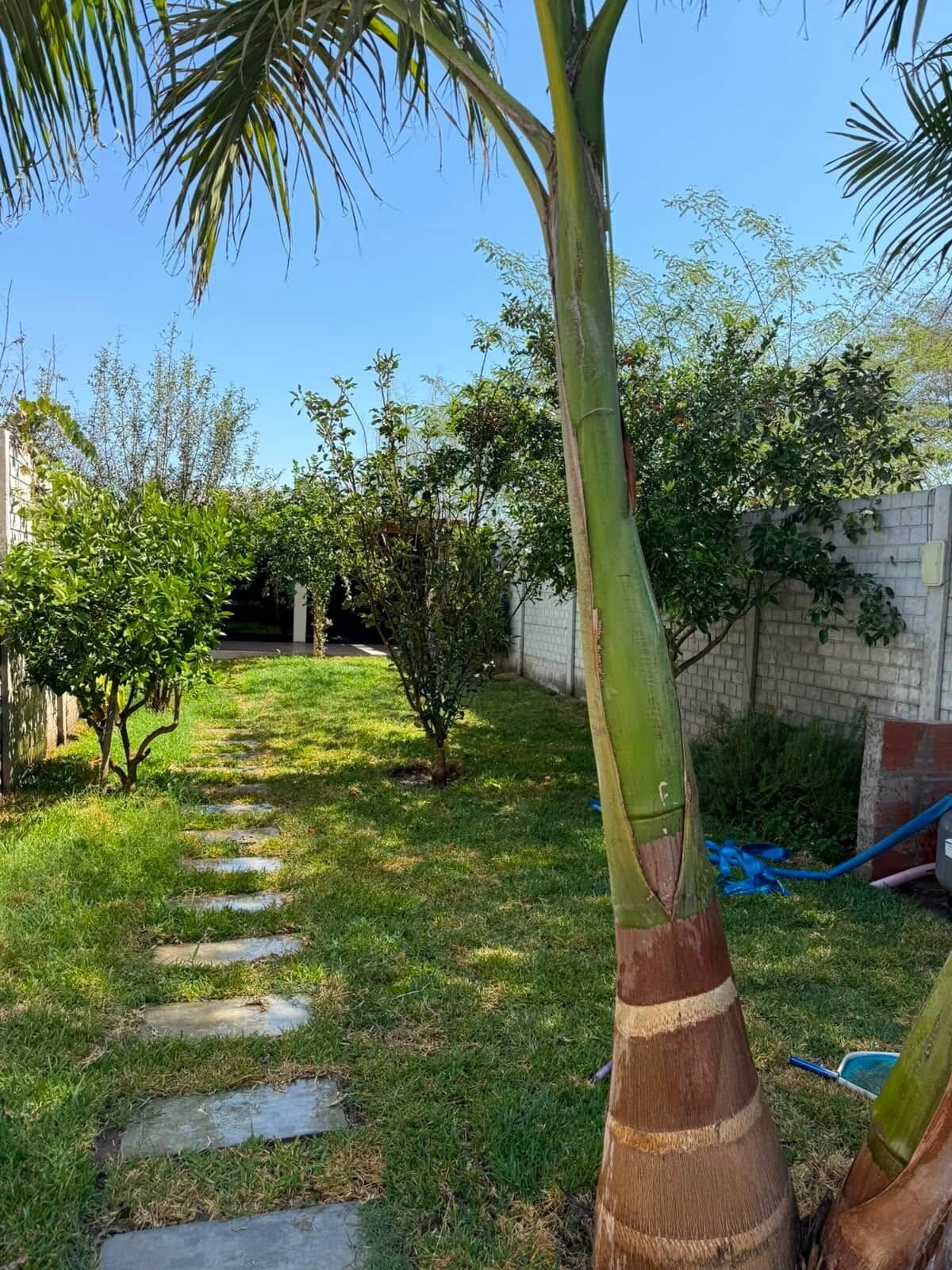 Un jardín con un sendero pavimentado, una palmera y varios arbustos.