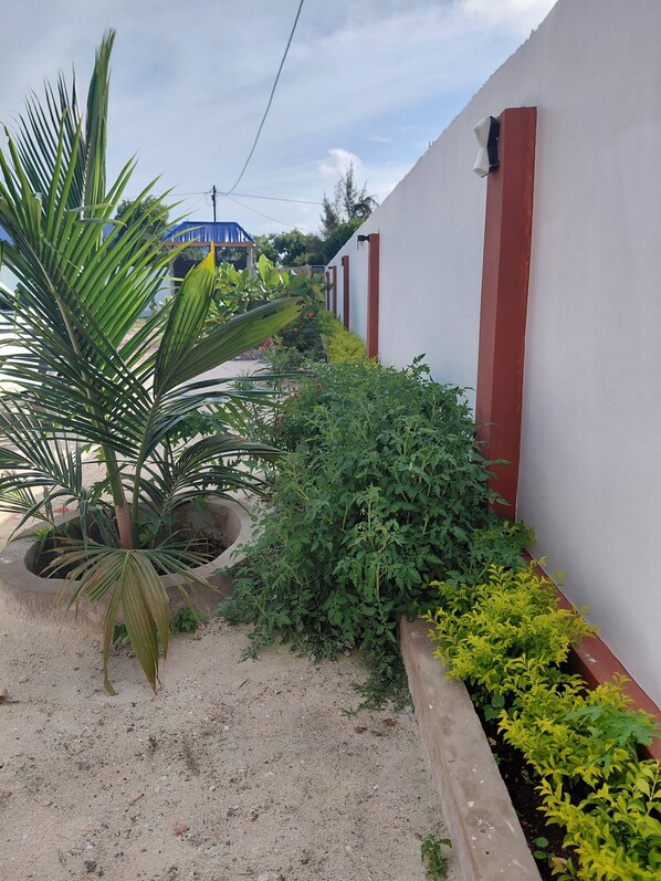 A narrow pathway flanked by a white wall with red accents, a palm tree, and various green plants. - Karibu House Bwejuu. 
A cool apartment to stay in and about 20 mins to the beach (QGGF+M8, Bwejuu, Tanzania)