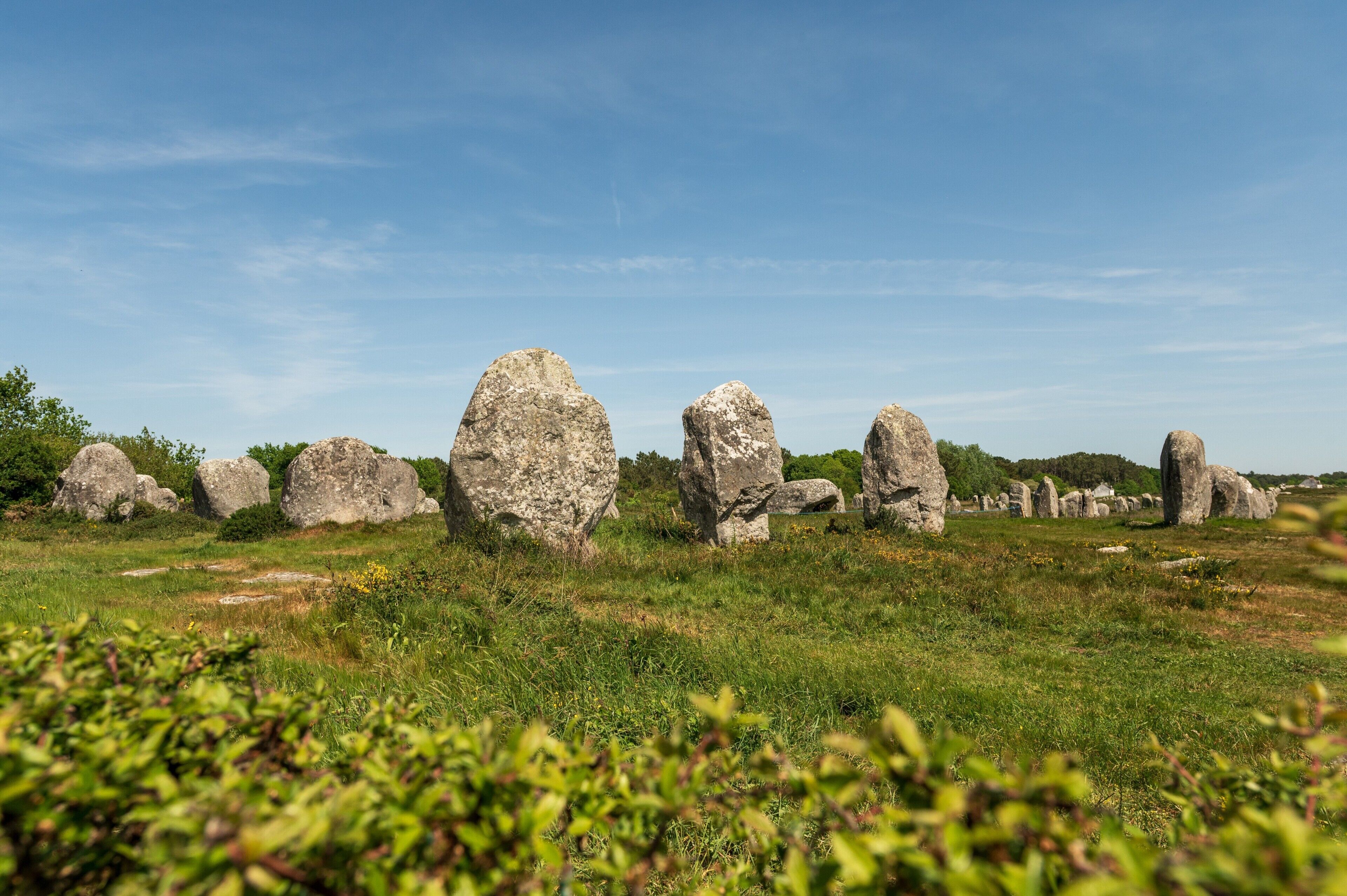 A field of large standing stones.