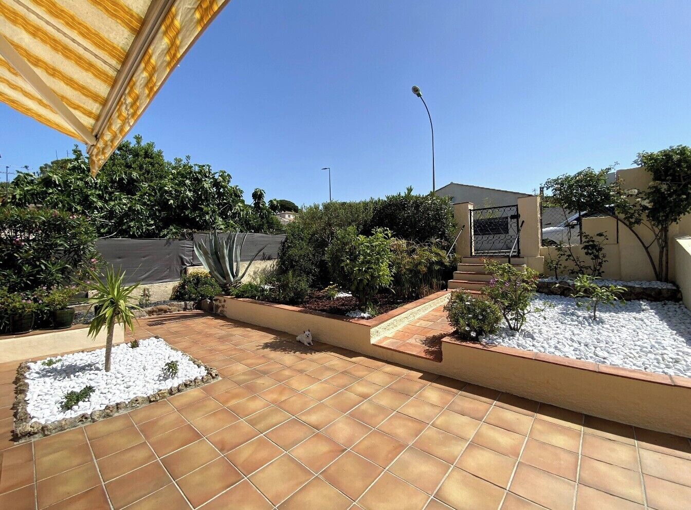 A courtyard with a tiled floor, a small palm tree, and various shrubs.