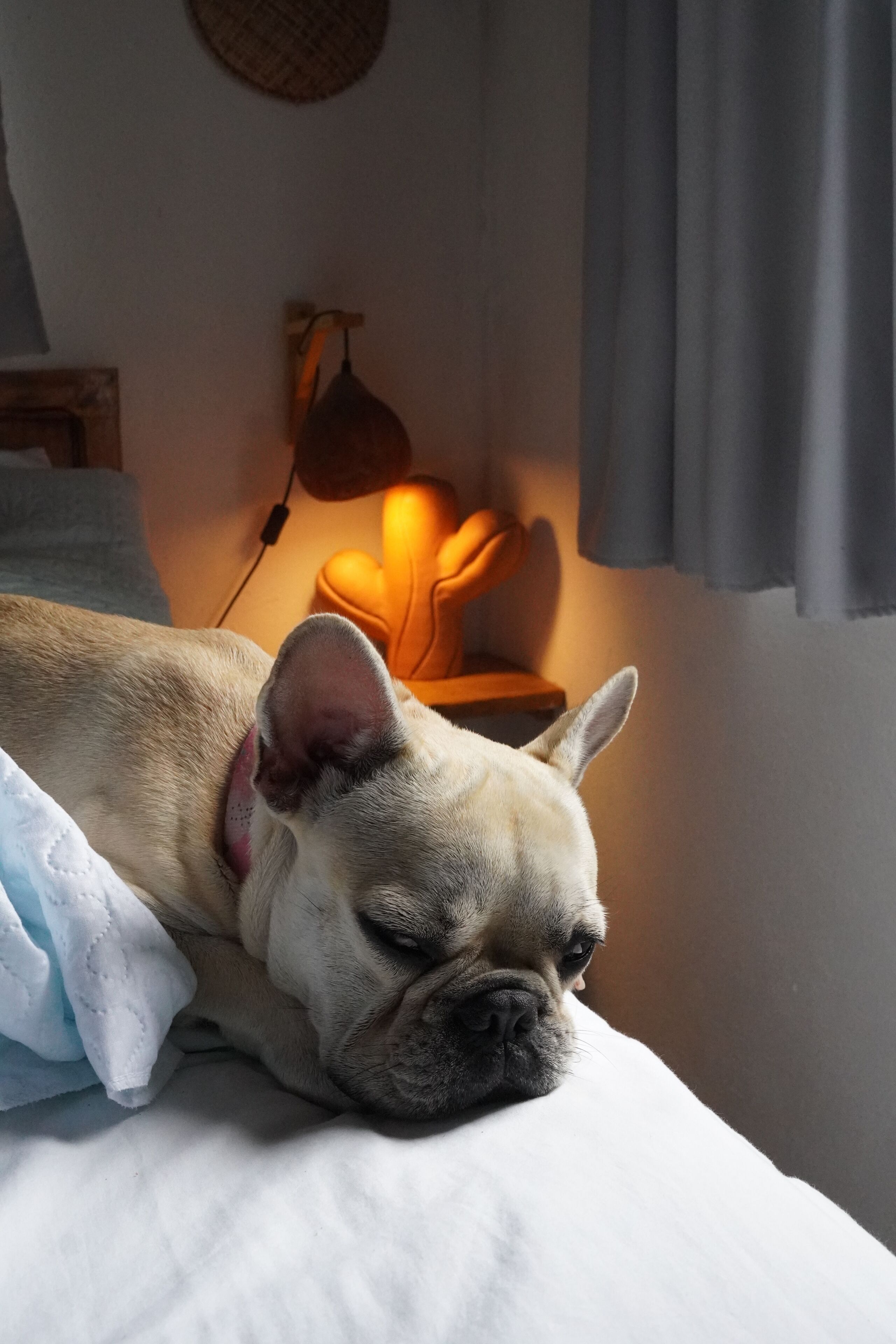 Een hond rustend op een bed, met een lamp op de achtergrond.