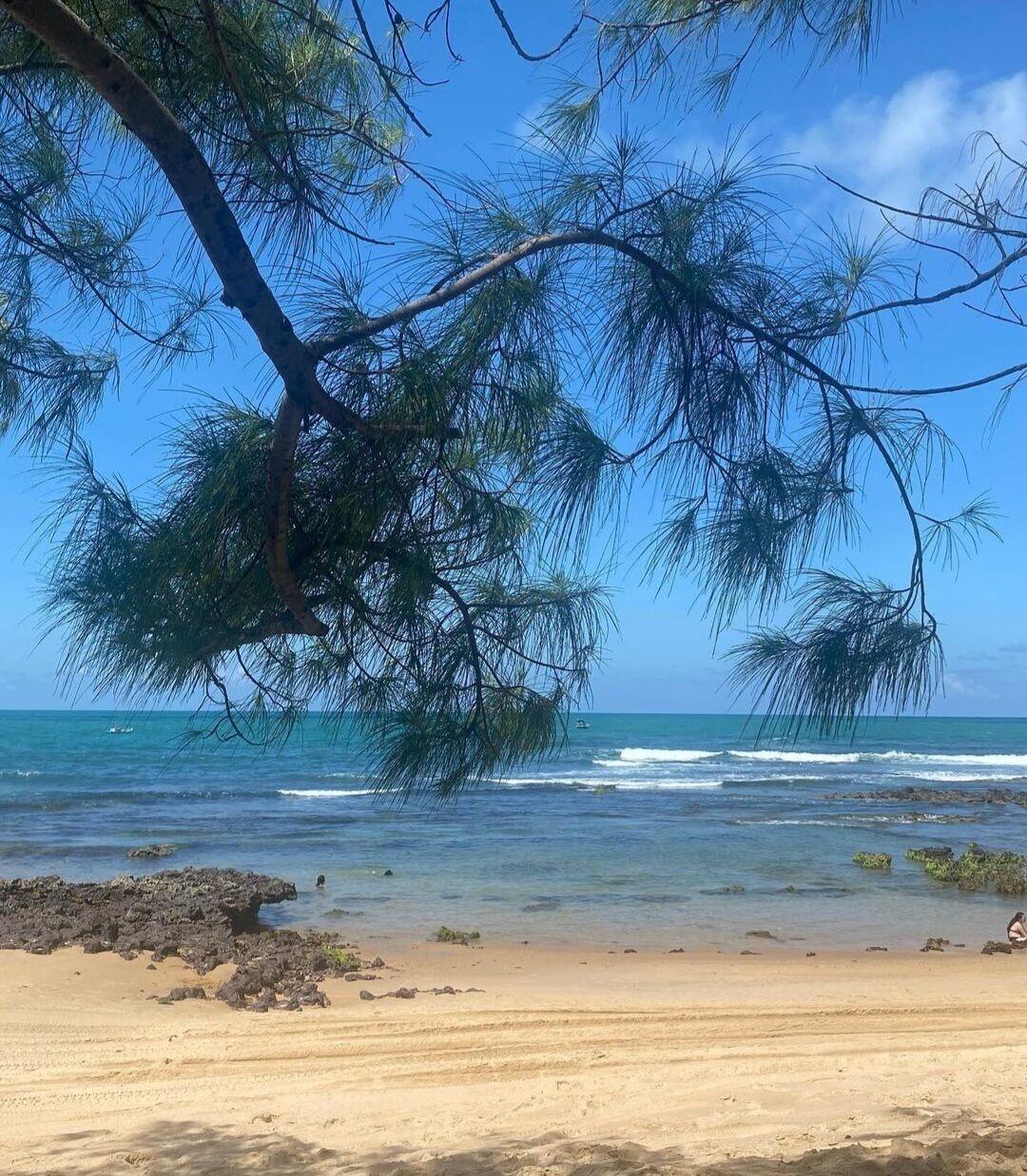 Une plage avec une eau d’un bleu limpide, un rivage sablonneux et un arbre aux feuilles vertes.