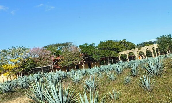 Property grounds - Early access tour to Chichen Itza, Cenote Hubiku and Valladolid. (cancun)