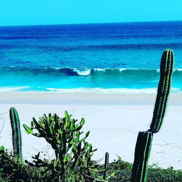 Ein Strand mit Kakteen und dem Meer.