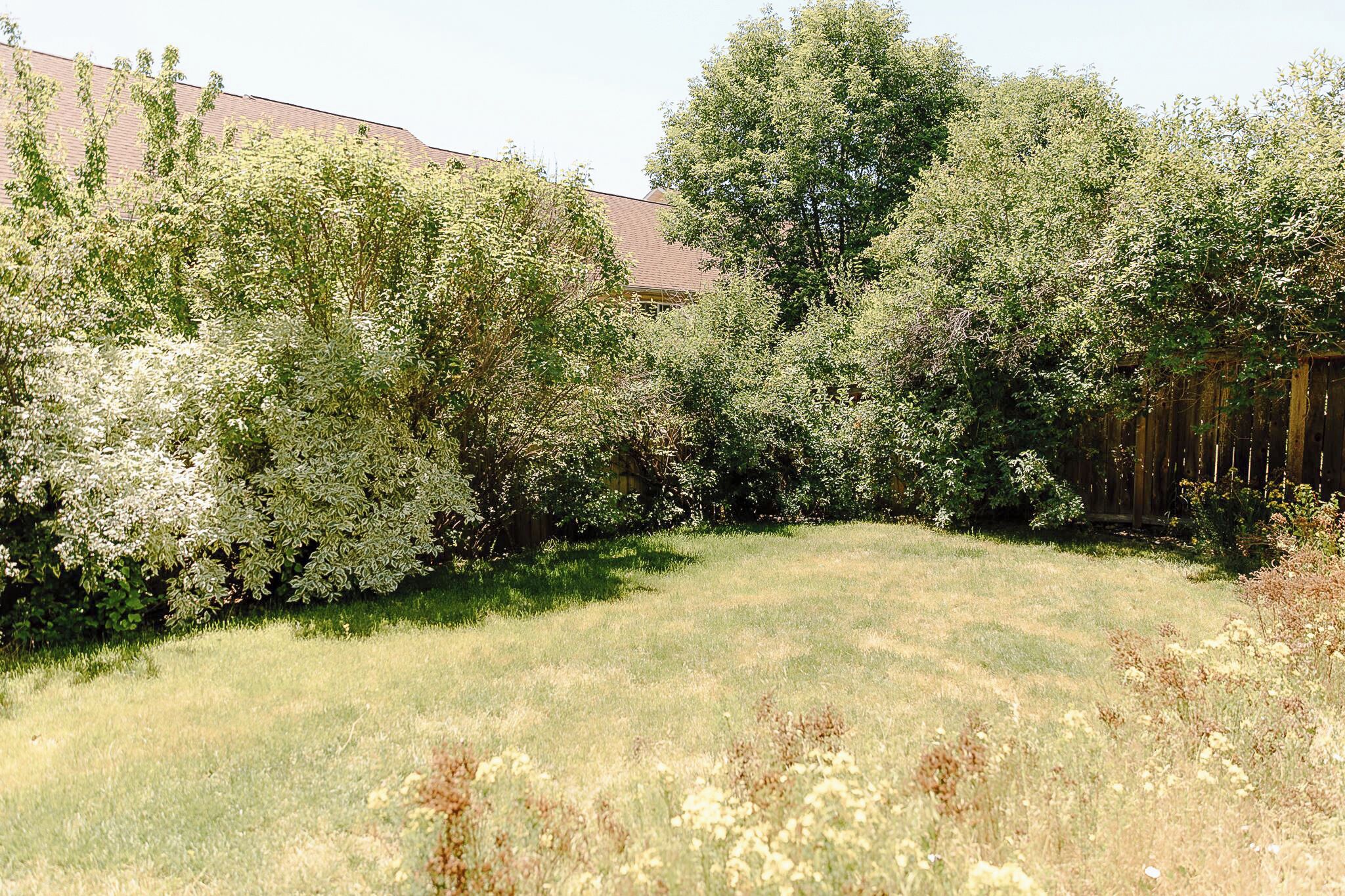 A grassy backyard with a variety of trees and a wooden fence.