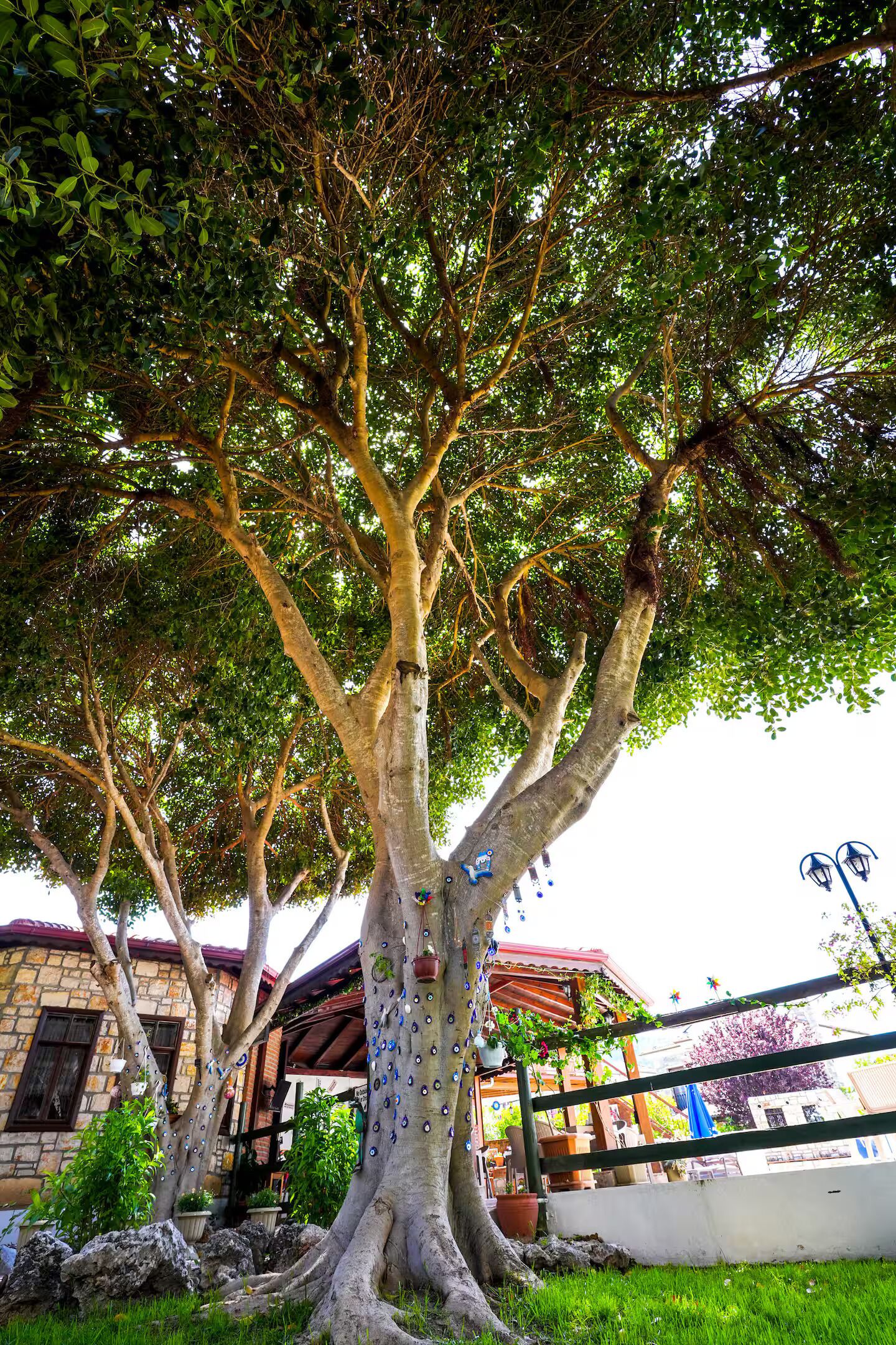 Un árbol con un dosel amplio, un edificio de piedra con techo rojo y una cerca de metal.