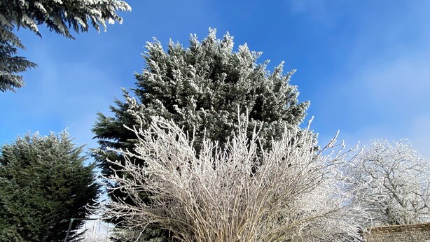 Un mur de pierre, un arbre recouvert de neige et un ciel bleu dégagé.