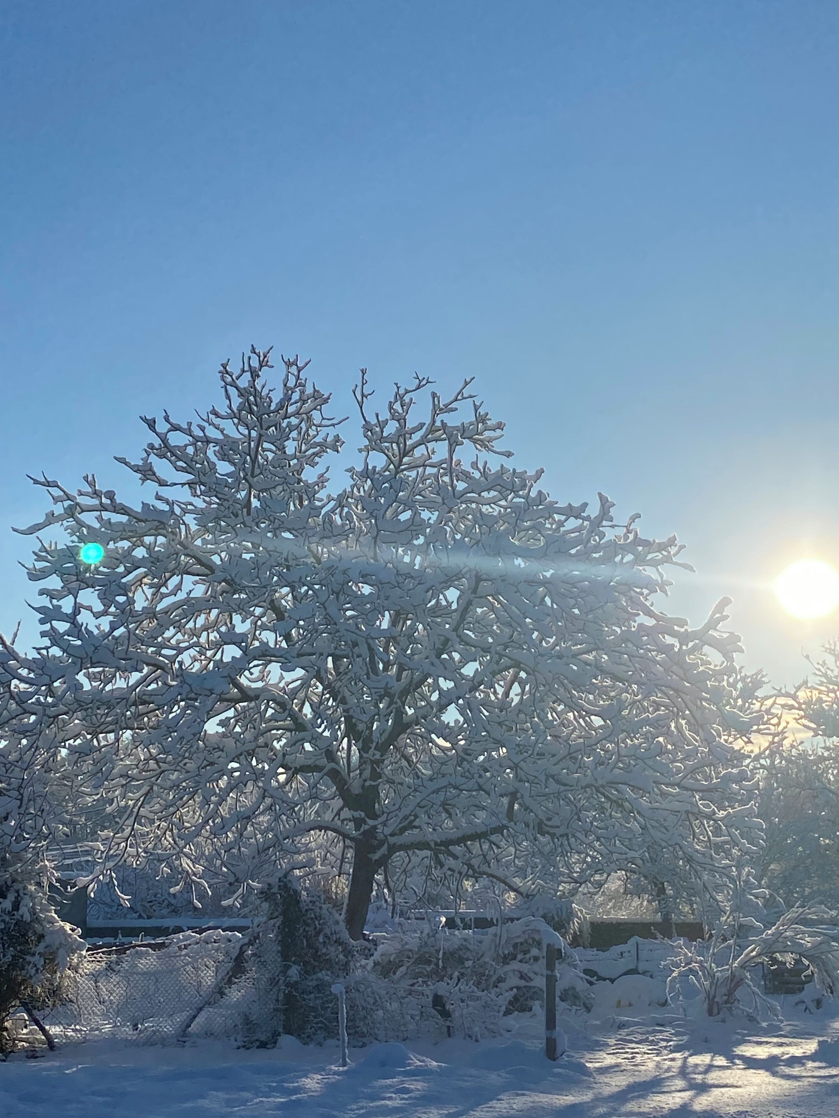 Un arbre recouvert de neige, avec un ciel dégagé et le soleil en arrière-plan.