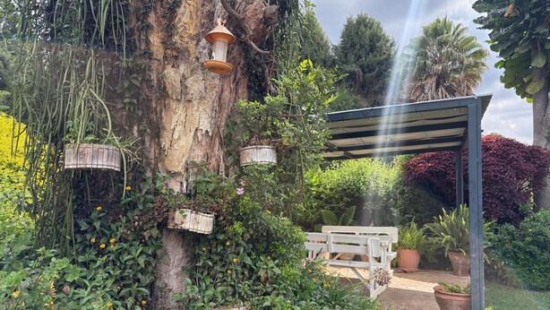 Un giardino con un albero, fioriere pensili, una panchina e un pergolato.