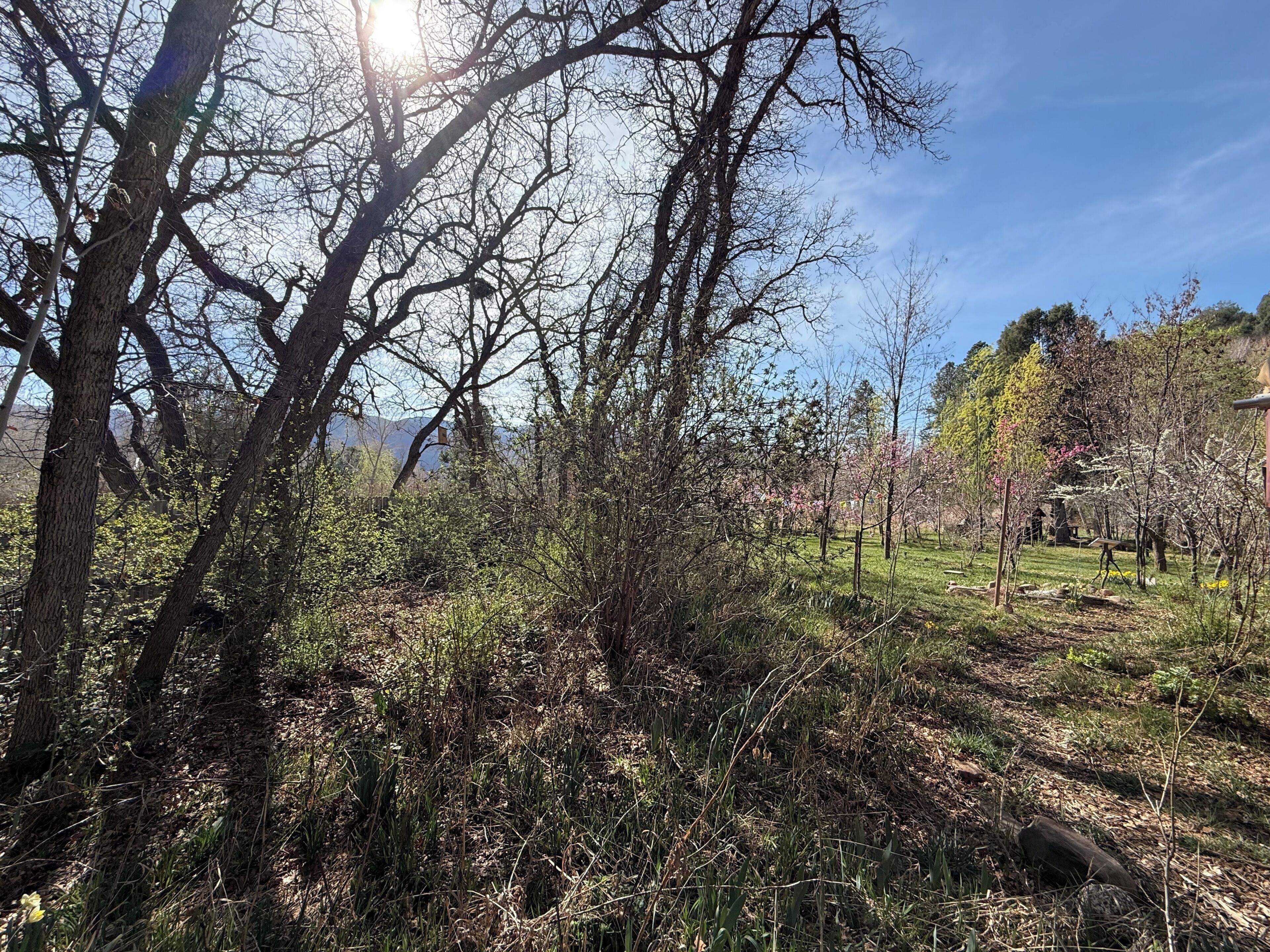 A natural landscape with trees, grass, and a clear sky.