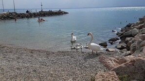 Een kiezelstrand met zwanen en een rotsachtige richel op de achtergrond.