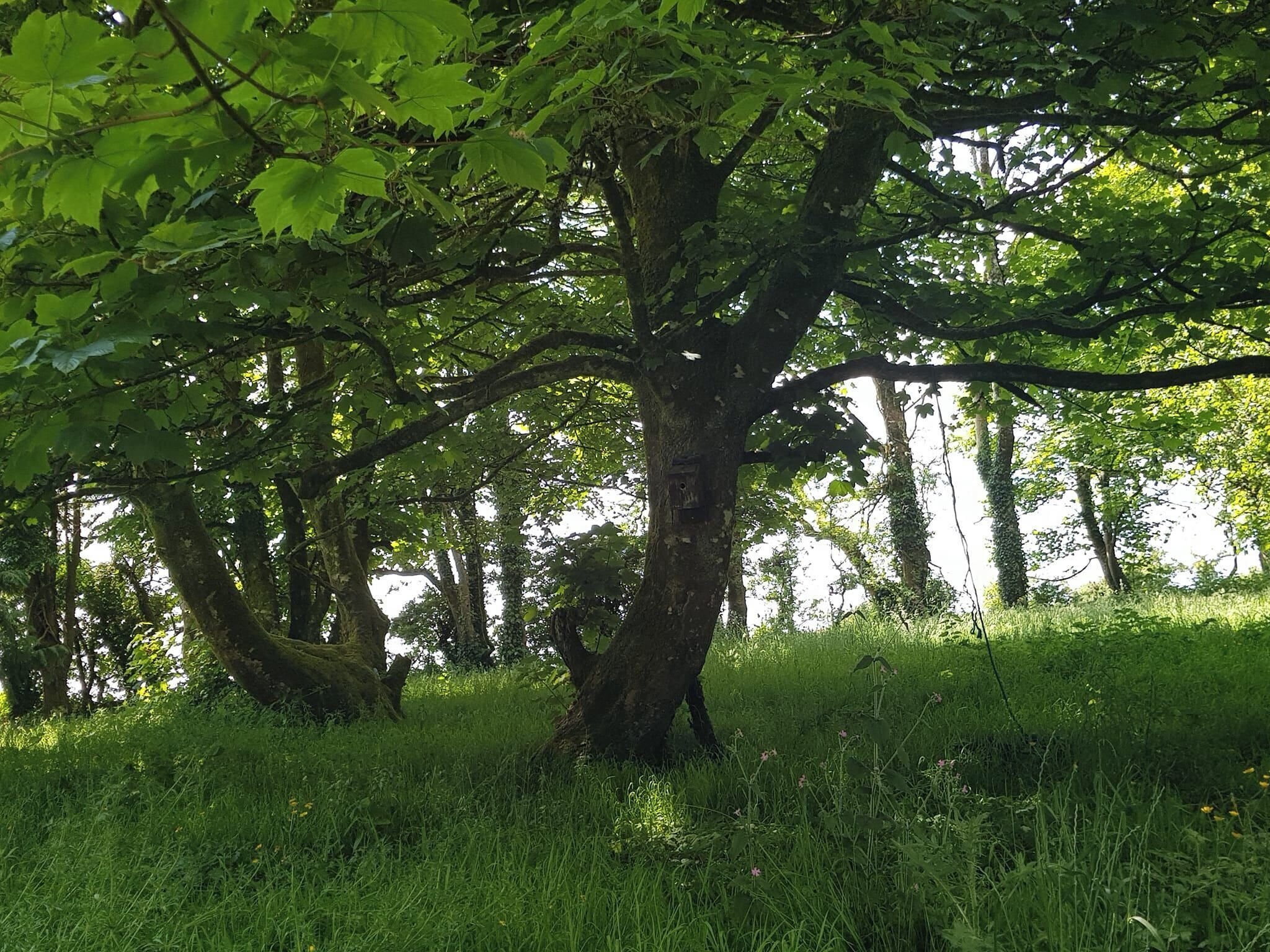 A tree in a grassy area with dense foliage.