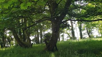A tree in a grassy area with dense foliage.