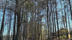 A dense forest with tall trees and a dirt ground. - Cozy 2-bedroom house in serene Stockbridge with AC (Stockbridge)