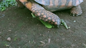 A tortoise on a dirt ground with a concrete wall and a metal gate in the background. - Hotel Pondok Asri Tawangmangu (Tawangmangu)