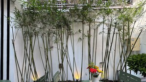 A green table with a white vase of flowers, surrounded by green chairs, set against a wall with tall bamboo plants. - Miracle Boutique - Near Tan Dinh Church (Ho Chi Minh City)