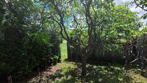 A tree-lined pathway with a fence and a grassy area.