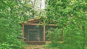A wooden cabin surrounded by dense forest.