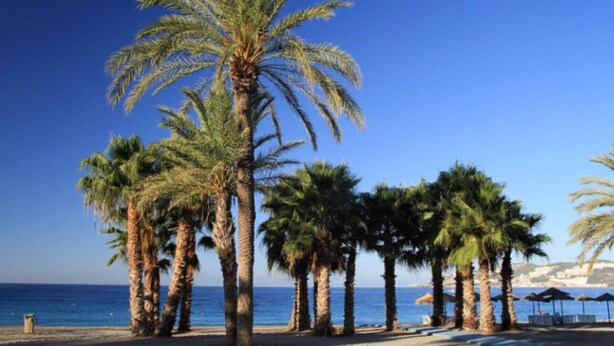 Ein Strand mit Palmen und blauem Himmel.