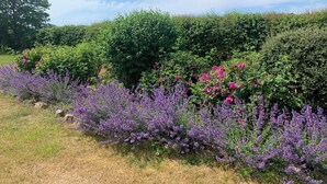 Un jardín con arbustos y flores variadas, incluyendo flores moradas y rosas, bajo un cielo despejado.