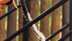 Deux singes sont perchés sur une rambarde métallique, et l’un d’eux mange une banane.