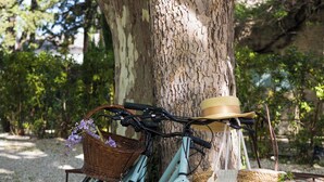 Un vélo est garé contre un arbre, avec des paniers fixés au guidon.