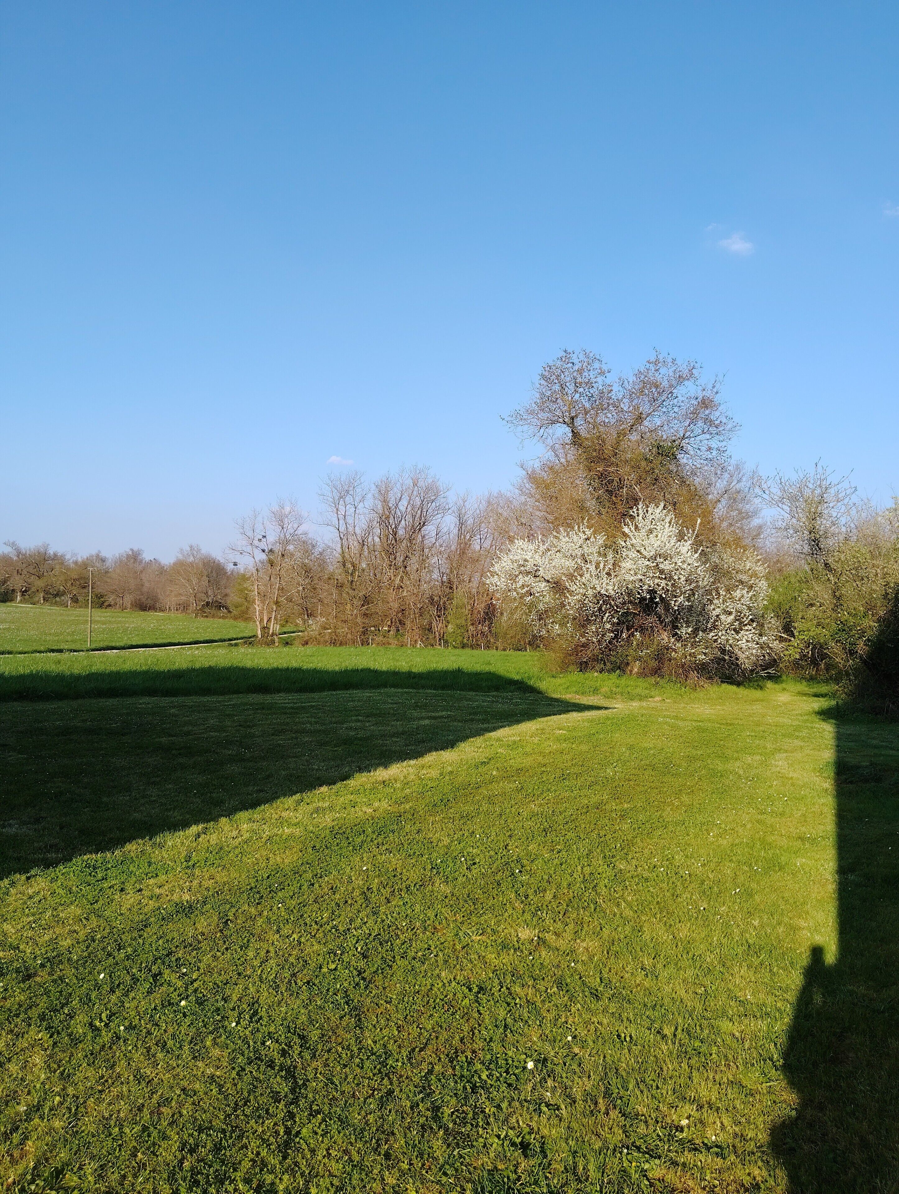 Een grasveld met een bloeiende boom en een helderblauwe lucht.