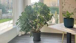 Une pièce d’angle avec une grande plante en pot, une table et une vue par la fenêtre.