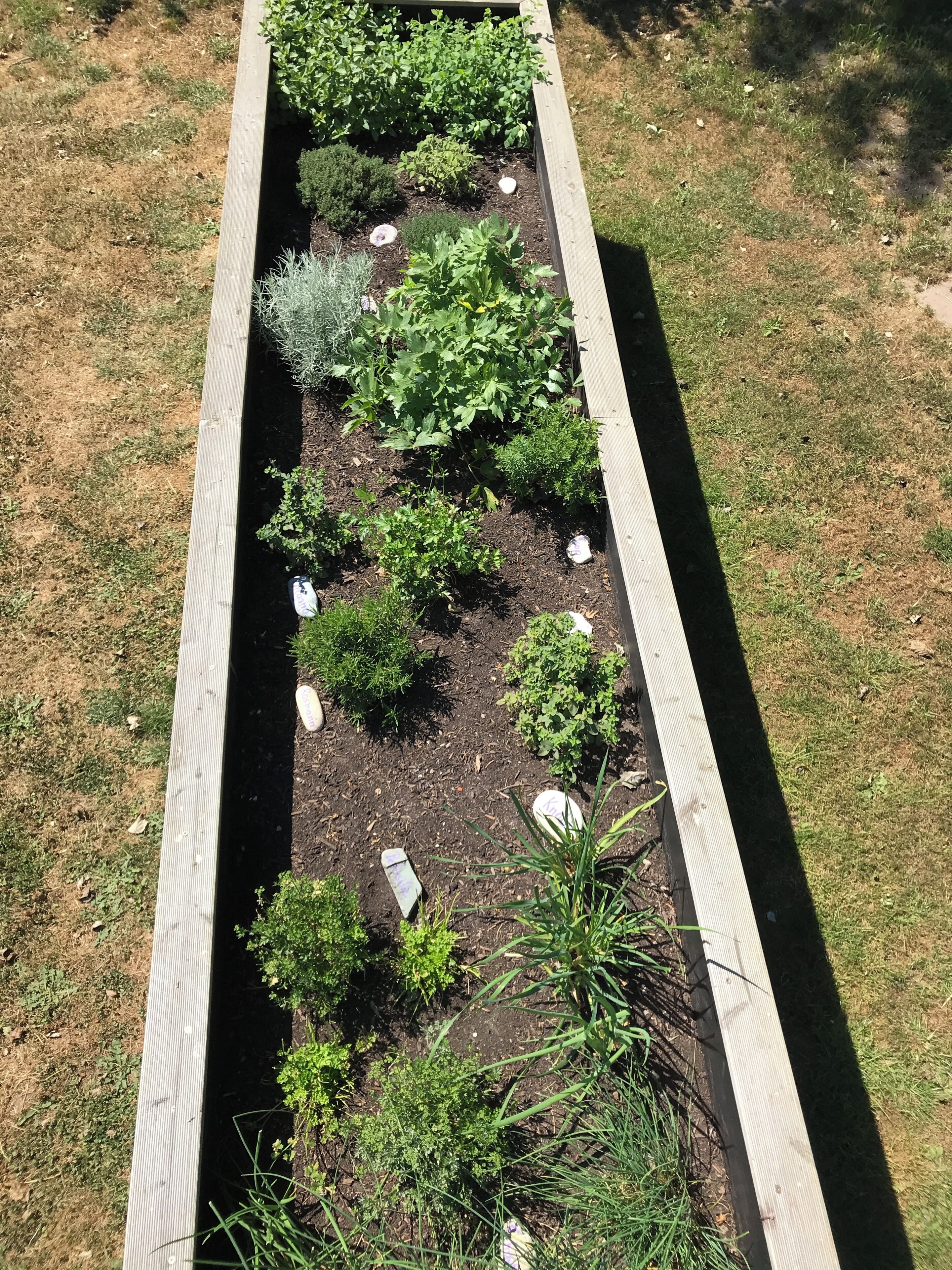 A raised garden bed with various plants and a wooden border.