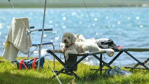 Un perro descansando en una silla de campamento cerca de un lago, con una tienda de campaña y una bolsa cerca.
