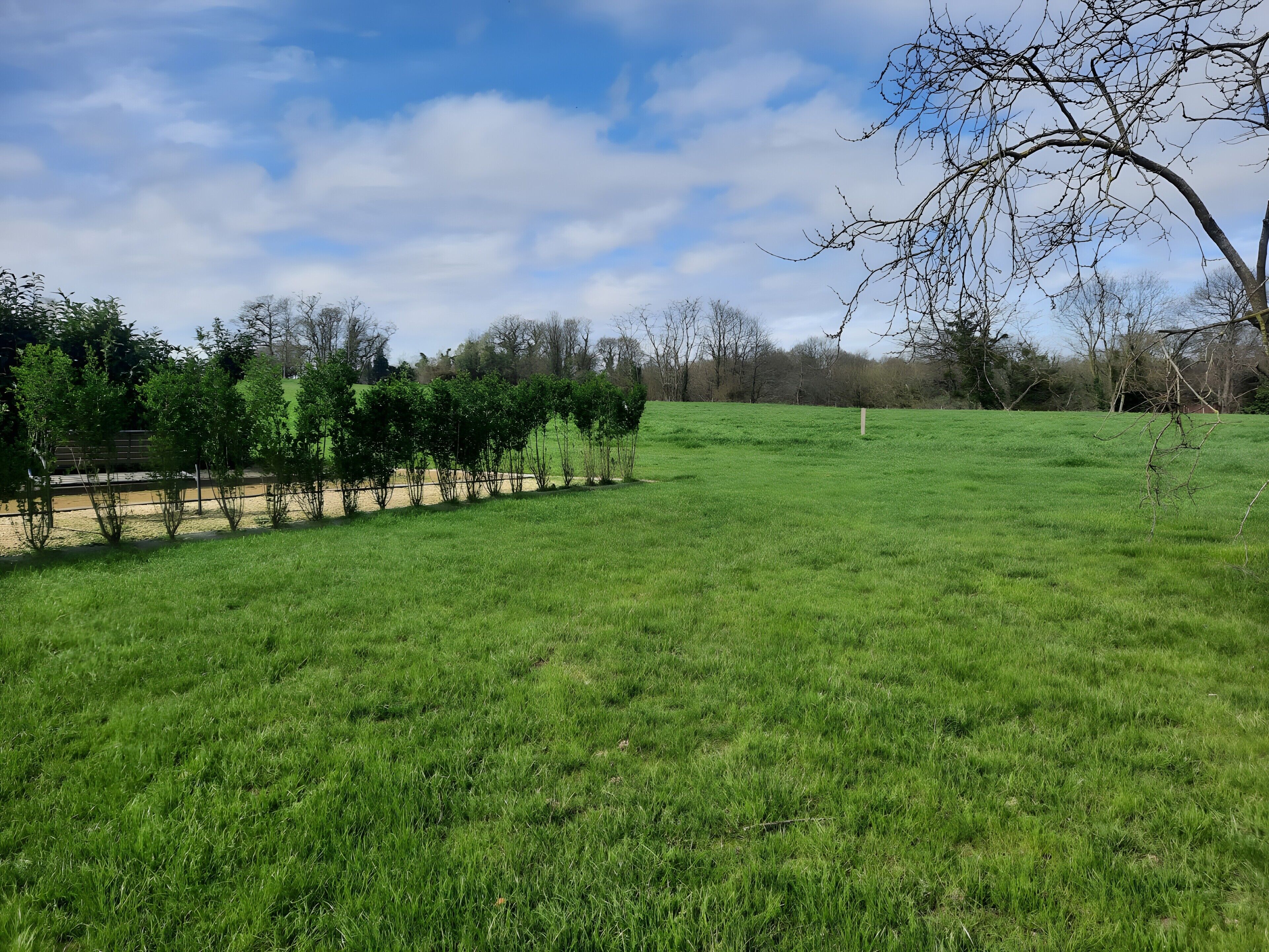 Ein grünes Feld mit einer Baumreihe und blauem Himmel.
