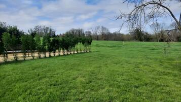 Ein grünes Feld mit einer Baumreihe und blauem Himmel.