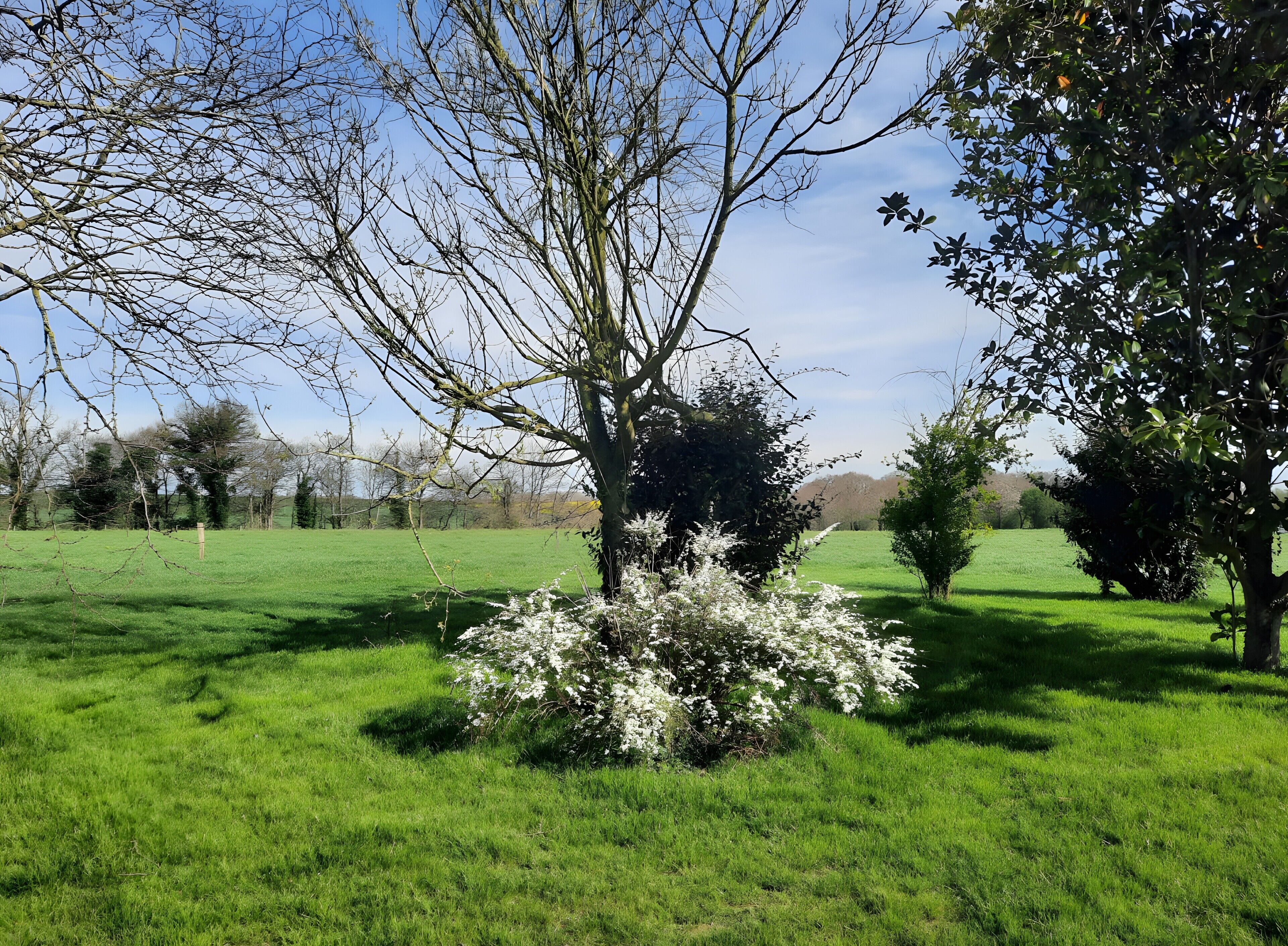 A grassy field with trees and bushes.