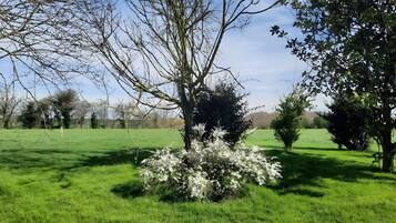 A grassy field with trees and bushes.