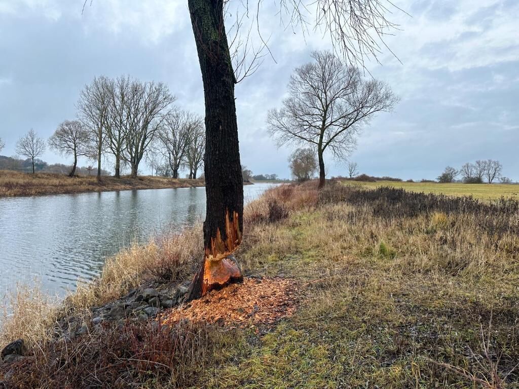 Ein Flussufer mit Bäumen, einem klaren Himmel und ruhigem Wasser.